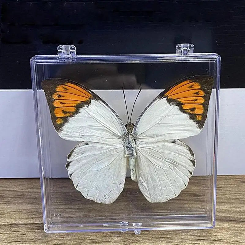 Real Butterfly  in box