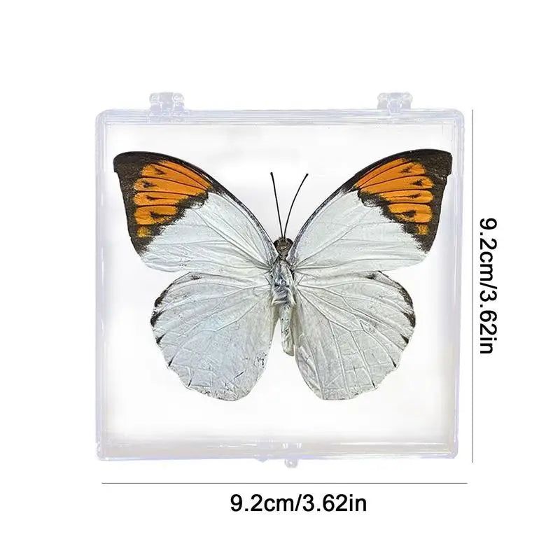 Real Butterfly  in box