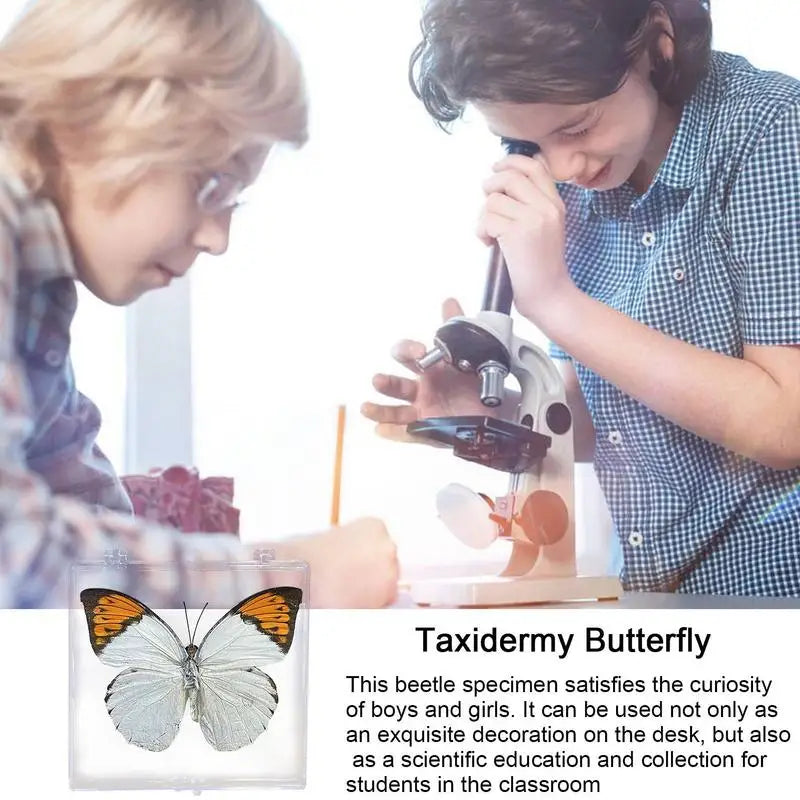 Real Butterfly  in box